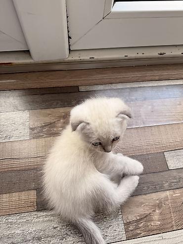 кошки г ош: Шотландские котята (скоттиш) светлого окраса. Вислоухий Срочно ‼️ — 5