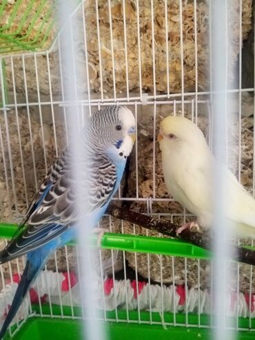 Tutuquşları: Hazir cüt qirmizi göz bala verən cüt