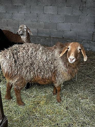 Баран, овца: Продаю | Овца (самка) | Для разведения — 14