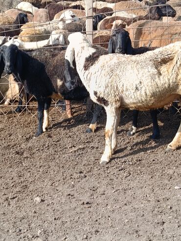 домик для кошки многоуровневый: Сатам | Ургаачы кой (ургаачы) | Арашан | Союуга lalafo.kg да домик для кошки многоуровневый: Сатам | Ургаачы кой (ургаачы) | Арашан | Союуга