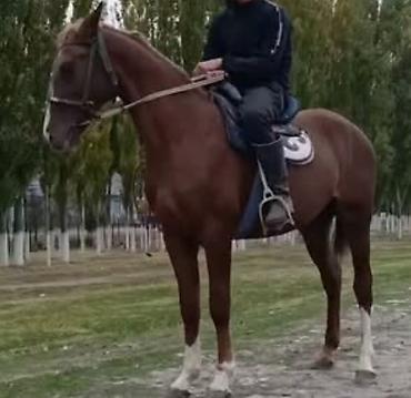 Үй жаныбарлары: Сатам | Жылкы (эркек) | Ат спорту | Мерин — 1