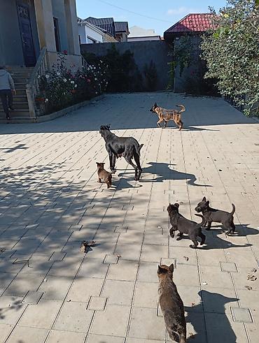 it baytari: Belçika çoban iti, 2 ay, Erkək — 4