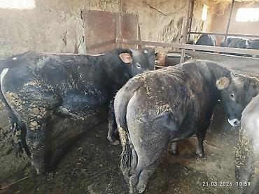 Коровы, быки: Продаю | Бык (самец) | На откорм — 2