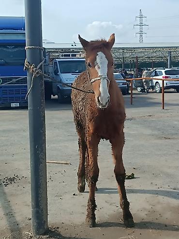 Лошади, кони: Продаю | Жеребенок | Рабочий — 2