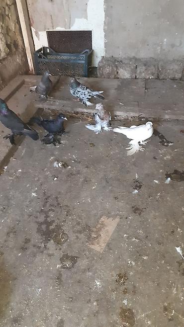 göyərcin: 6 eded iri lelekli kekilli quslar satilir hamisi bir nesildi — 1