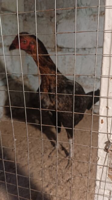 Toyuqlar: Toyuq, Damazlıq, Ünvandan götürmə — 7