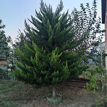 çilədağı bitkisi hardan almaq olar: Thuja (evergreen dekorativ ağac) - Növ: Həmişəyaşıl iynəyarpaqlı — 2