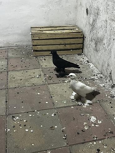 göyərçinler: Dekorativ lələklilərdi Ana baladı balasının qanadların kəsməmişəm — 2