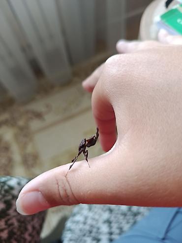 насекомые купить: Призрачный богомол — 2