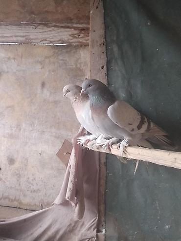 Птицы: Срочносрочно🆘 продается голуби пара 800сомов пажалуйста пишете в — 10