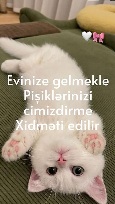 konbi yuma: Evinizə gələrək pişiklərin yuyundurulması xidməti - Ev şəraitində — 1