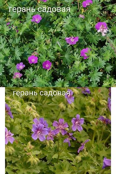 Другие виды семян и саженцев: Весна, самое время сажать. Продаю уличные и комнатные растения. Все at lalafo.kg — 21 Другие виды семян и саженцев: Весна, самое время сажать. Продаю уличные и комнатные растения. Все — 21