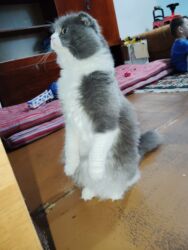 дом для кот: Кошка даром: Скотиш Фолд (Шотландская вислоухая), Мальчик, Приучена к лотку, Проглистована, С прививками