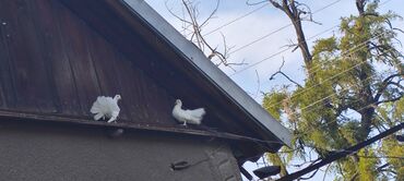 Птицы: Продаю голубей Павлинов — 12