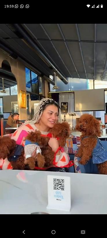 balaca tuklu it: Pudel, 2 ay, Dişi, Peyvəndli, Ödənişli çatdırılma — 9