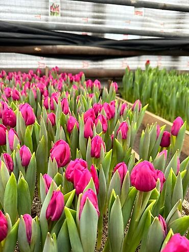 Садовые цветы и кустарники: Луковицы цветка: Тюльпаны, Бесплатная доставка — 9