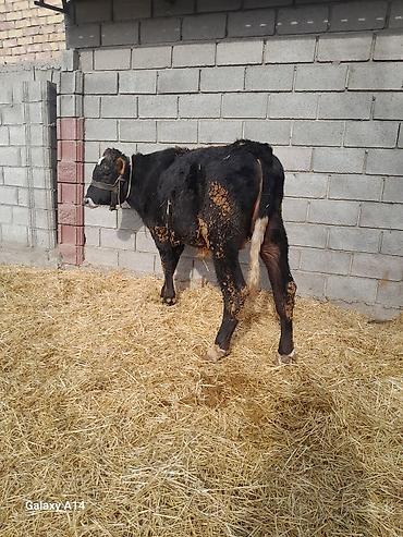 Коровы, быки: Продаю | Бык (самец) | Полукровка | На откорм — 8