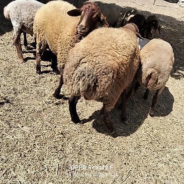 Mal-qara: Qoyunlar – ət və damazlıq üçün Təsvir: - Qəhvəyi rəngli, yerli cinsli — 6