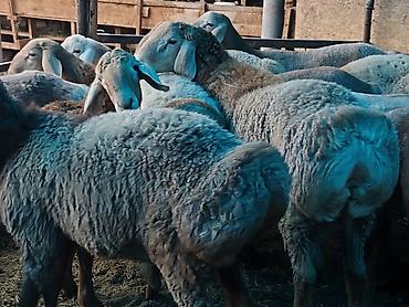 простые птички: Продаю | Баран (самец) | Гиссарская, Арашан | На забой — 2