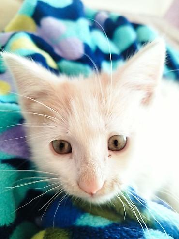 Отдам даром кошку: 3 месяца, Девочка — 3