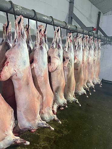 Баранина: Туши баранины на крюках - Цельные охлаждённые туши баранины — 3