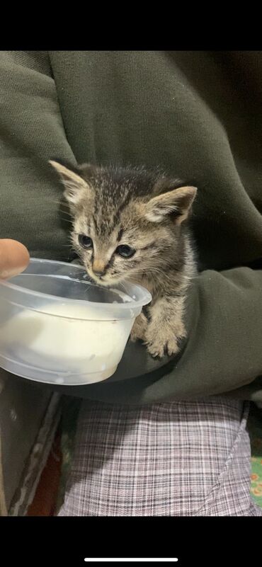британские плюшевые котята: Отдаю кошечку бесплатно в хорошие руки