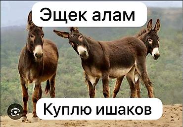 камчы купить: Частное лицо | Любое состояние — 1