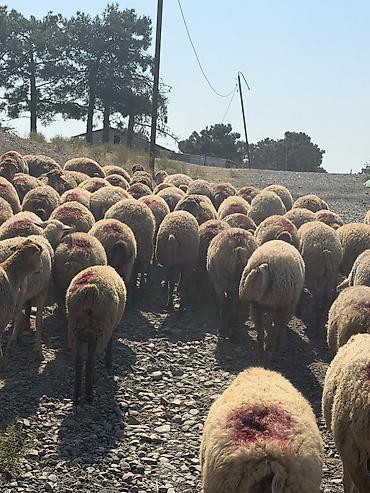tap az goyercin satisi: 78 baş qoyun 1 qoç hamısı cavan boğaz heyvanlardır 1,2,3 qadındı — 1