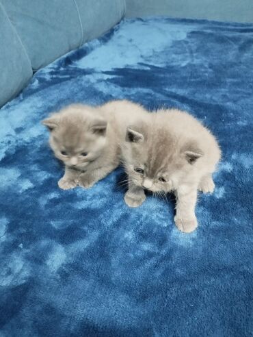 Продажа кошек: Британская короткошёрстная, 1 месяц, Мальчик, Голубой, Метис, Приучена к лотку — 4