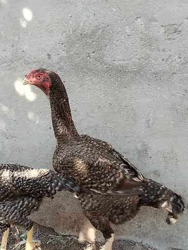 ko şamo: Toyuq cücələri, Damazlıq — 2