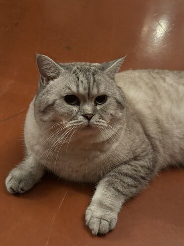 Pişiklər: Britan — 1