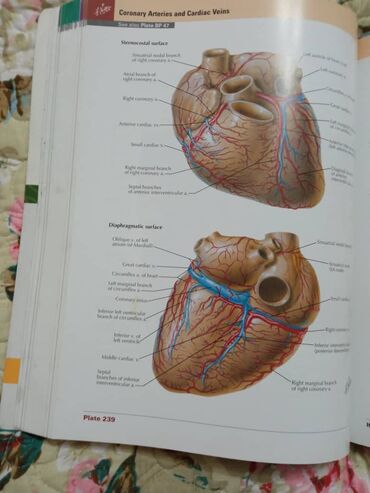 Медицина: «Атлас анатомии» Фрэнка Неттера вот уже более 25 лет является лучшим и at lalafo.kg — 12 Медицина: «Атлас анатомии» Фрэнка Неттера вот уже более 25 лет является лучшим и — 12