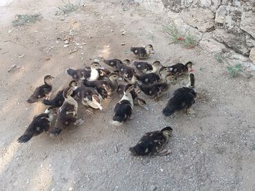 naxcivan heyvan elanlari: Lal ördək 19 ədəddi satılır 2 aylıqdılar .160 AZN satılır. Ünvan