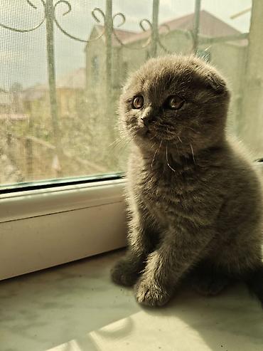 Pişiklər: Britan — 5