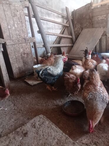 Toyuqlar: Toyuq, Damazlıq — 3