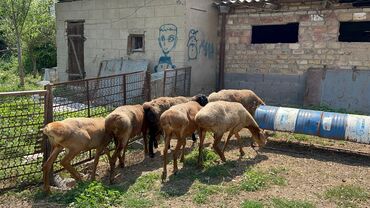 цены на собак: Продаю 5 маток и 1 козу кочкор, за 100000 отдам
село Манас