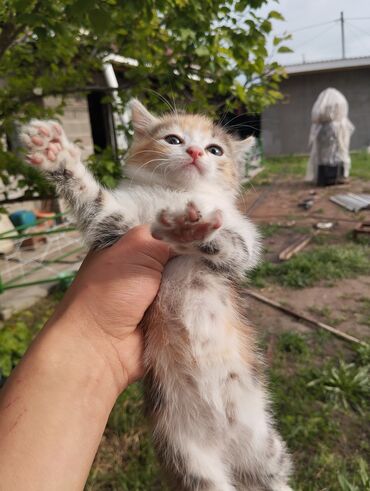 Отдам даром: Отдам котёнка в добрые руки котёнок самка, очень активная с красивым