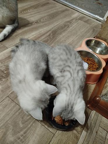 каракол кошки: Британская короткошёрстная, 2 месяца, Мальчик, Серебристая шиншилла, Приучена к лотку, Проглистована — 5