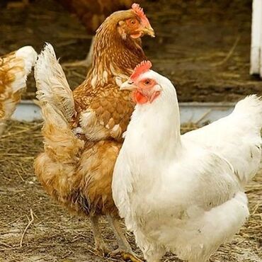 Куры, петухи: Продаю | Петух, Цыплята, Куры | Брама, Домашняя | На забой, Для разведения, Несушки — 2