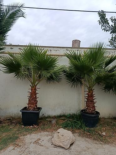 dekor agaclar: Vaşikton palma ünvan Buzovna — 1