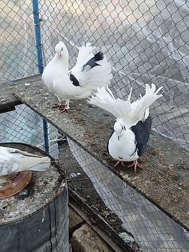 Göyərçinlər: Dekortiv göyərçinlər 30.50 arası super hazır cüt dekorativ — 2
