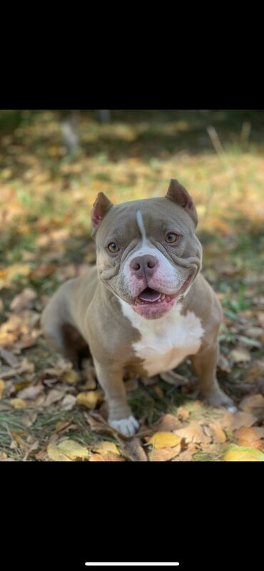 Продажа собак: Американский булли, 1 месяц, Самец, С родословной, С прививкой — 20