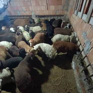 Qoyunlar, qoçlar: Salam aleyküm saxlamlıq quzularm var satram isdiyen0775431770 elaqe — 9