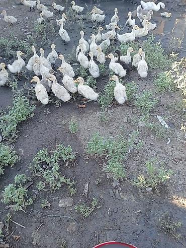 lal ordəklərin satışı: Məhsul: Pekin Ördək balaları Təsvir: - Təbii şəraitdə saxlanılan — 2
