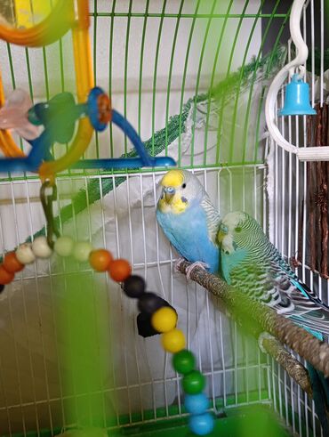 мейн кун купить в баку: 4 ədəd məhəbbət quşdur 2 si erkekdi 6 ayliqdilar, 2 si cütdü 6 ədəd