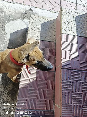 изготовление вольеров для собак: Ищем для нашей собаки будку — 2