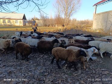 продажа пчёл: Жалпы саны 73 баш козулар сатылат 35 баш Кочкор козулар 38 баш ургаачы