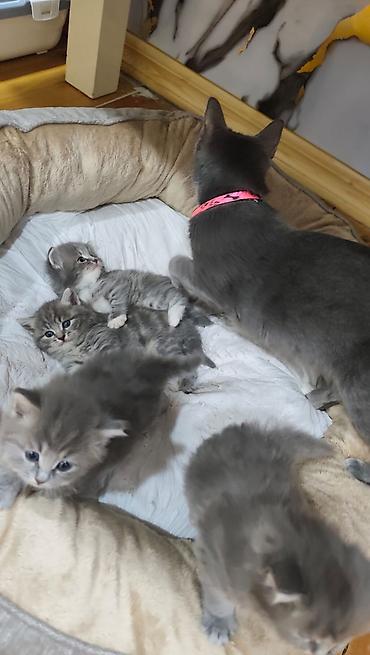 Кошки: Boz-çəhrayı rəng çalarlarında, uzun tüklü balaca pişik balası. Yumşaq — 5