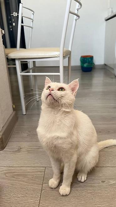 кот сфинкс: Кошка даром: Беспородная, Мальчик — 1
