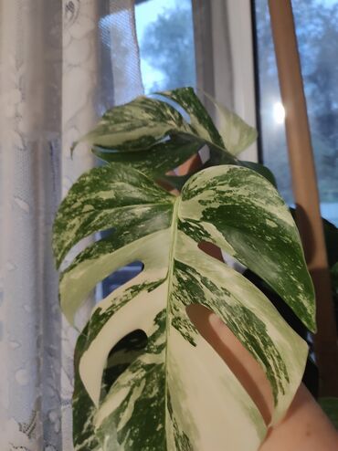 Садовые цветы и кустарники: Саженцы цветка: Флоксы — 30